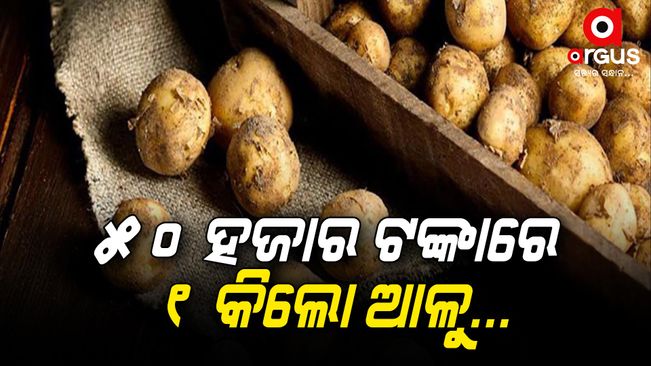 The world’s most expensive potato, the price is up to 50 thousand rupees per kg! Know where it is cultivated – Le Bonnotte world most expensive potato cultivated in france cost about 50 thousand rupees lbsa