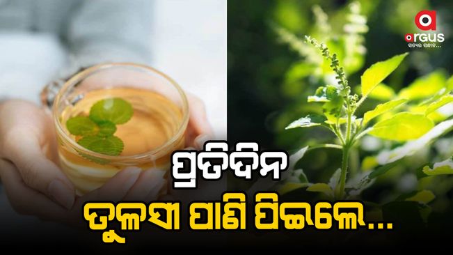 Tulsi water will relieve cold and cough