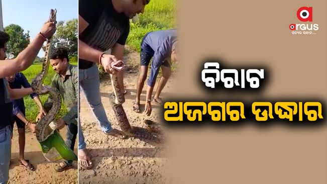 Rescue of a 6 foot and 12 kg python in Bargarh dist Paikamal block chuhapalli village