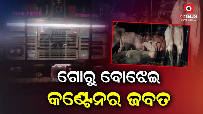 container-seized-and-70-cow-rescue-in-sambalpur