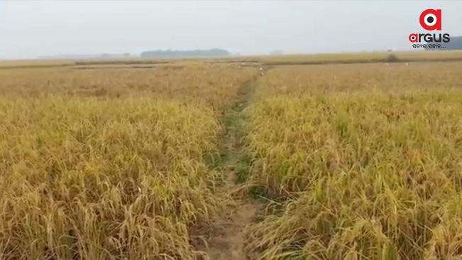Ahead of harvesting, cyclone-triggered rains worry paddy growers in Bhadrak