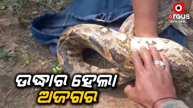 11-foot python snake rescued in Cuttack's Baranga
