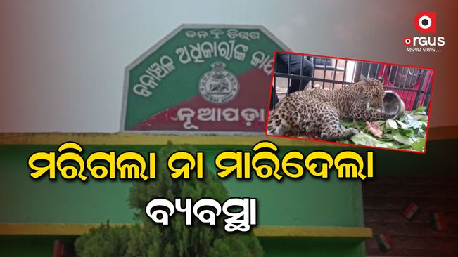 Who is responsible for the death of the tiger?