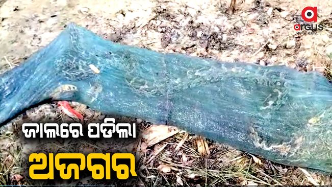 The python was rescued from the fish net