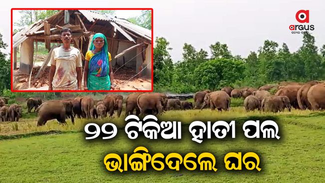 Elephants destroyed the entire house, in Mayurbhanj