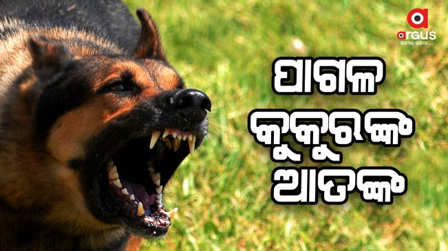 Balangir Mad dog terror