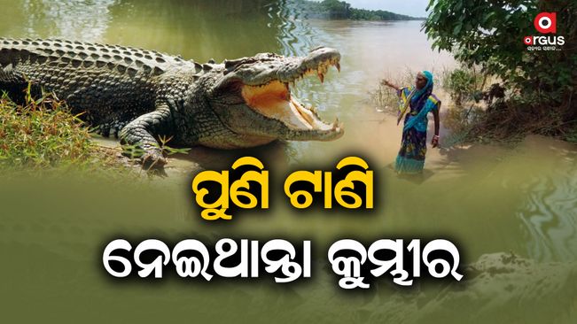 Another woman's life was lost in a crocodile attack in Jajpur district.  When she went to swim on the river bank, the crocodile suddenly tried to drag his leg into the river
