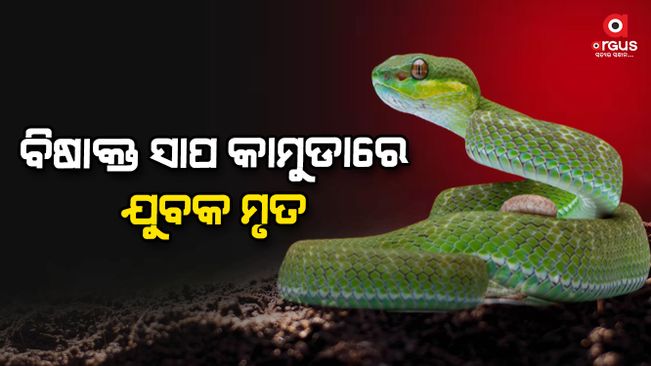 Young man dies of poisonous snake bite