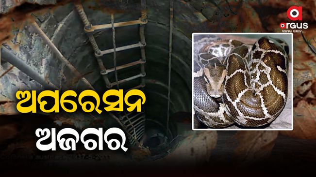 An 8-foot python-rescue-in-nayagarh