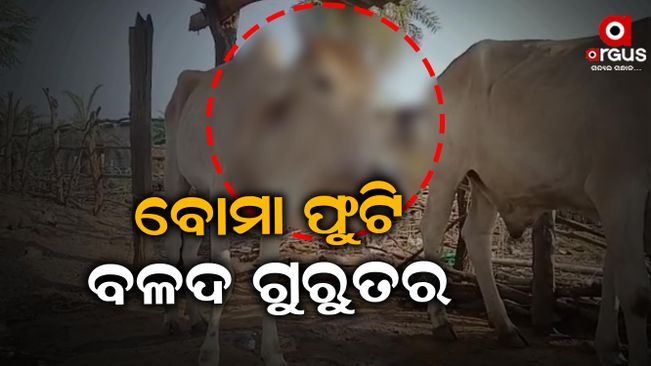 the cow injured in eating bomb