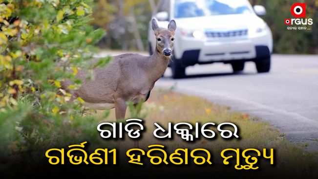 A pregnant deer dies in a car accident in Berhampur