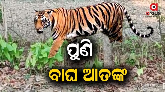 The image of the tiger playing terror has captured on camera