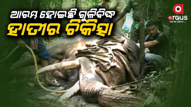 Elephant injured due to gunshot in cuttack's Narsinghpur