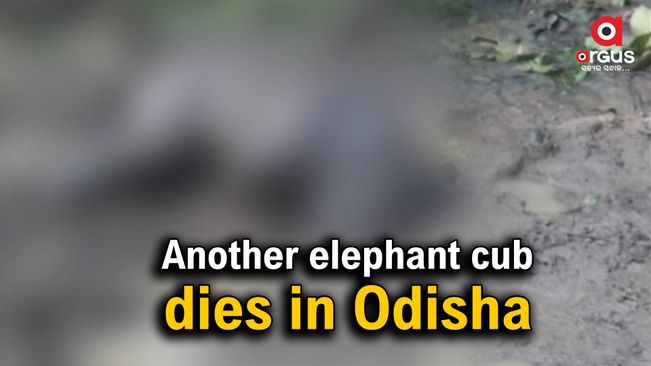 Another baby elephant dies in Mayurbhanj, reason not known