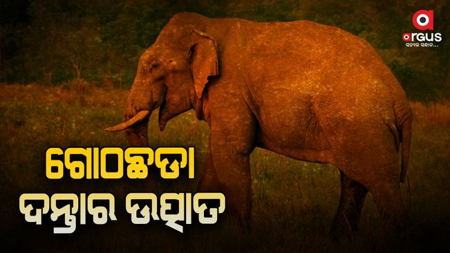 elephant terror one injured in  sundargarh