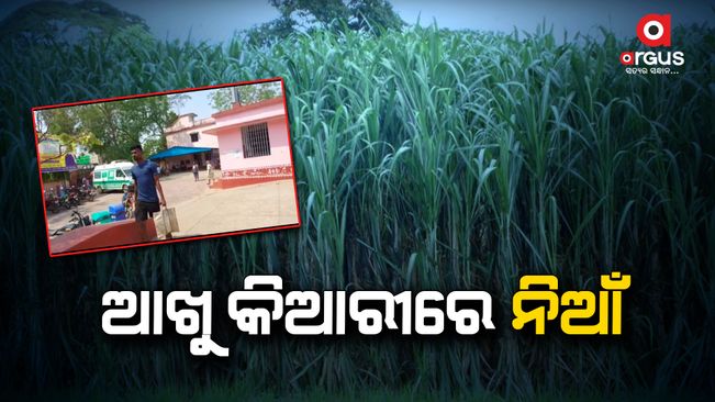 A old man burnt in sugarcane plant
