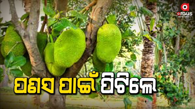 An elderly mother and her son were fatally attacked by a neighbor for allegedly cutting Jackfruit in  a tree.