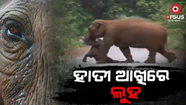 Mother elephant seen carrying carcass of her dead calf in jalpaiguri goes viral