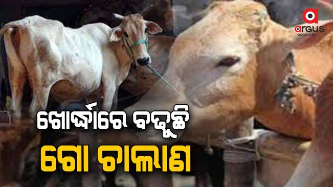 More than 40 cattle were being transported in the truck in Khordha