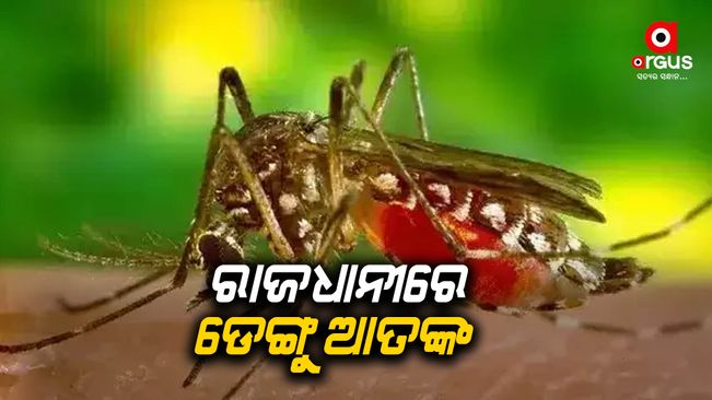 The total number of dengue cases increased to 1965 in Bhubaneswar odisha