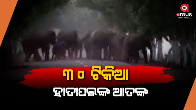 elephant terror in cuttack banki