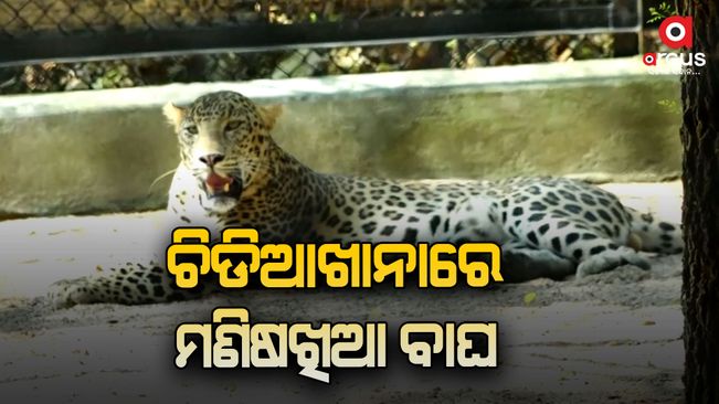 Man-eating tiger released in Sambalpur zoo