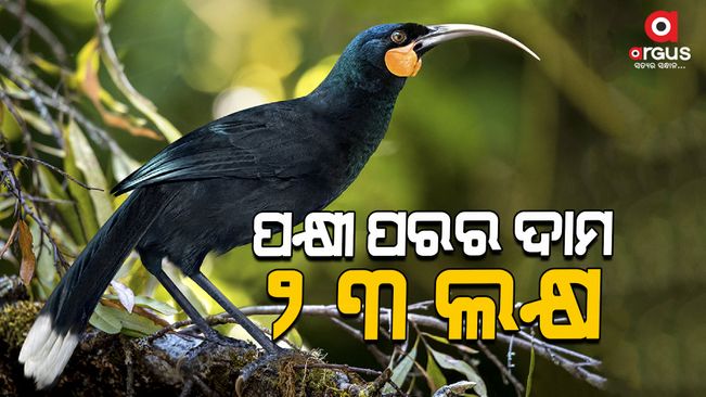 worlds-most-expensive-feather-being-sold-23-lakh-rupees-set-a-world-record-single-feather-of-huia-bird