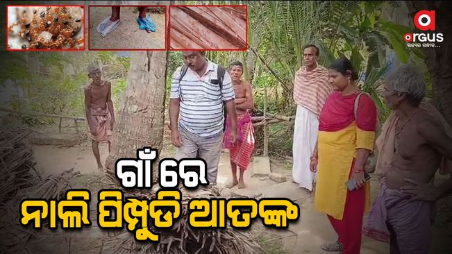 red ant terror in village, villagers are worried