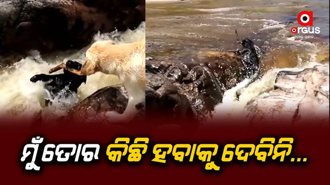 Dog Saves another dog from Drowning | Video Viral