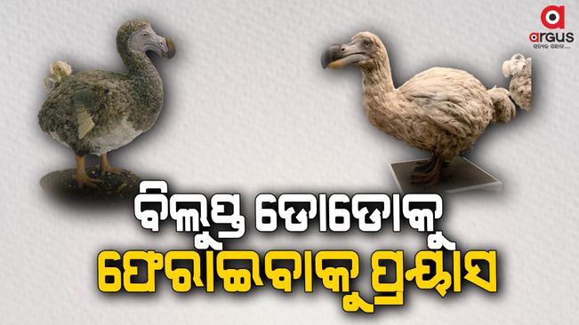 Scientists begin project to bring back the extinct dodo
