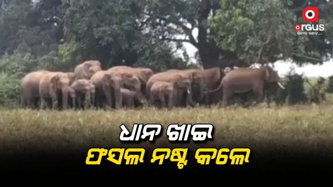 Elephant groups entering the village