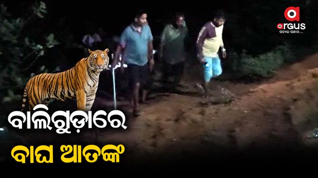 tiger terror in kandhamal