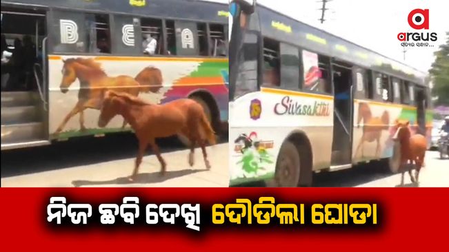 Why did this horse run after seeing a picture of a horse on the bus?