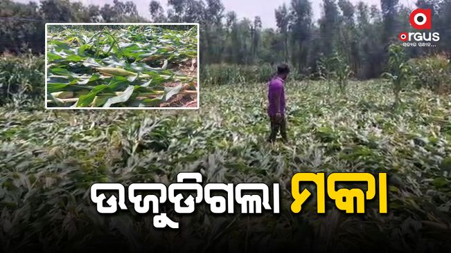 Acres and acres of corn have been destroyed