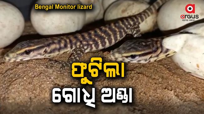 Bengal monitor lizards artificially hatched in Odisha