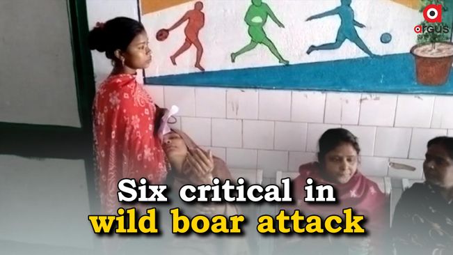 Six critical in wild boar attack in Balasore village