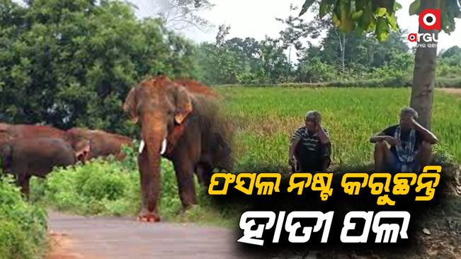 Elephants are destroying crops every day in Cuttack