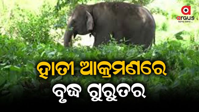 When he went to collect mangoes, he was attacked by an elephant