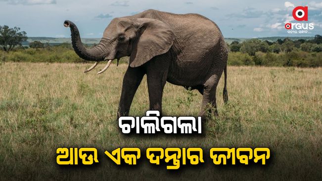 elephant died in balasore