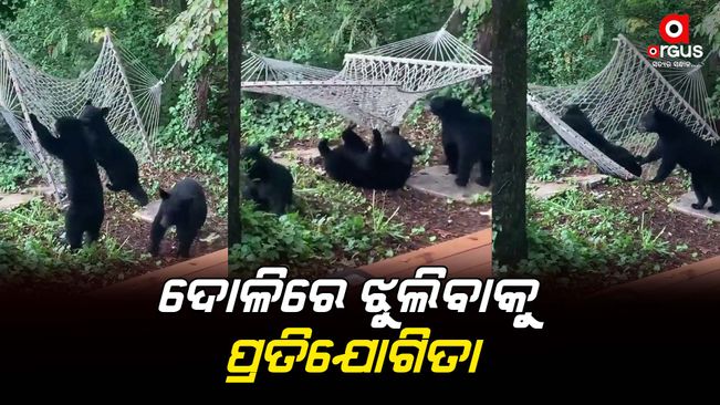 Bear Hanging from the swing | viral video