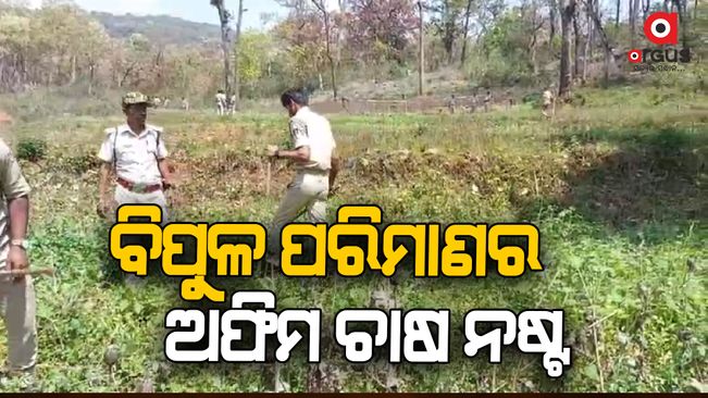 A special team of anti-corruption department destroy opium plantation