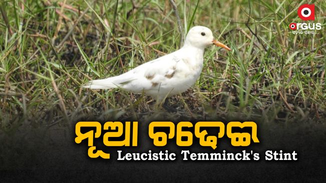 Rare Falcated Bird  species Spotted in Chilika, Mangalajodi