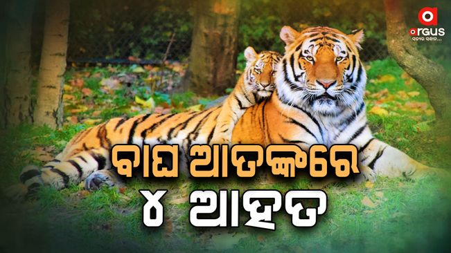 4 injured in tiger attack