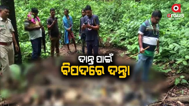 2 elephant skeletons seized from Sambalpur Dhama range | Sambalpur | Argus News