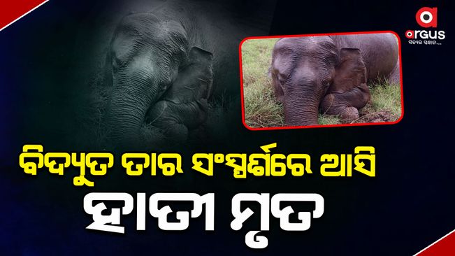 Elephant dies after coming in contact with 11 KV electric-wire-in-sambalpur