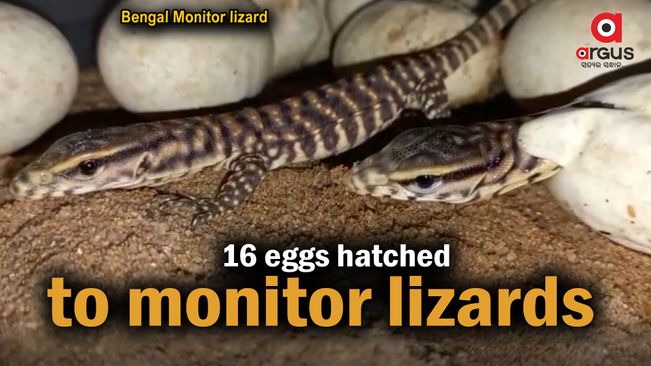 16 unknown eggs hatched to Bengal monitor lizard babies after 7 months in Khurda
