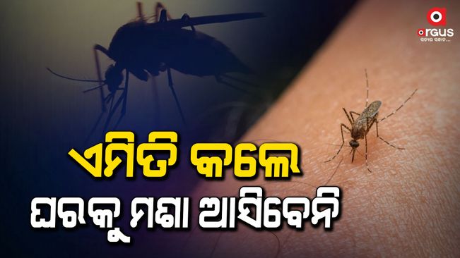 to avoid mosquitoes add these 3 things in mopping water in summer prti