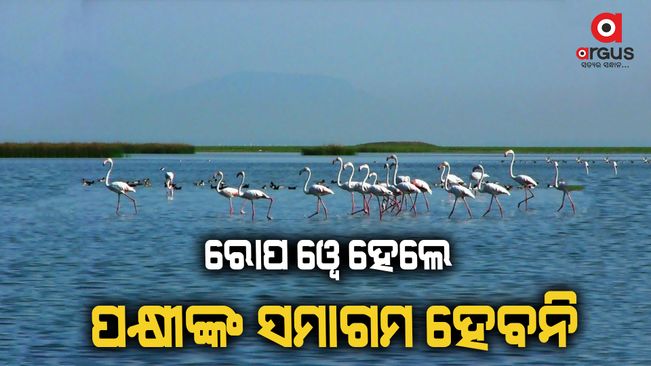 Controversy over ropeway in Chilika lake