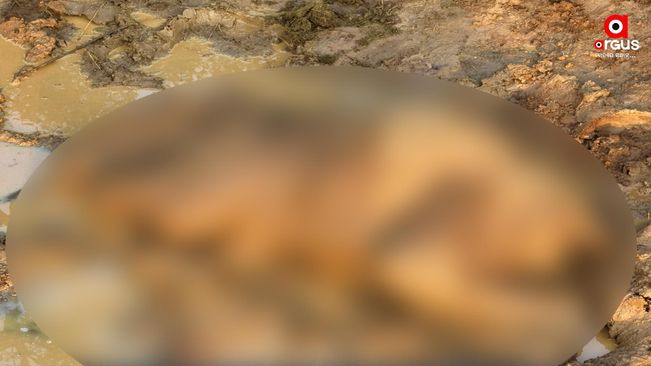 Elephant calf found dead in Dhenkanal