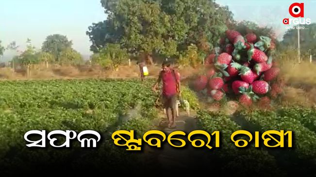 A couple becomes a successful strawberry farmer in Sambalpur